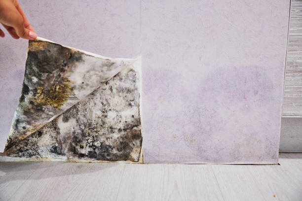 Best Commercial Mold Removal  in South Fulton, TN